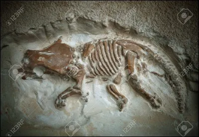 Est-il plus fréquent de trouver des os fossiles dispersés ou bien des squelettes fossiles entiers ?