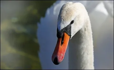 De quel club de football de Premier League, le cygne est-il le symbole ?
