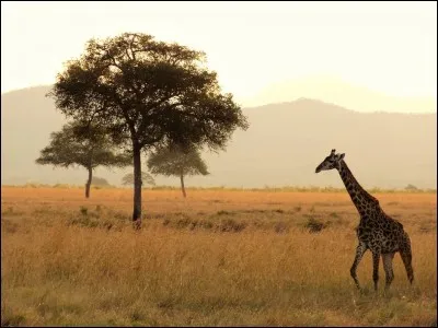 Dans le film d'animation "Madagascar", comment s'appelle la girafe ?