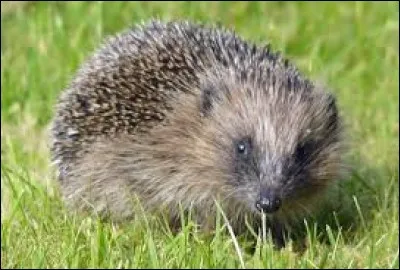 Combien de piquants possède un hérisson adulte ?