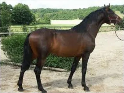 Quelle est la race de ce cheval ?