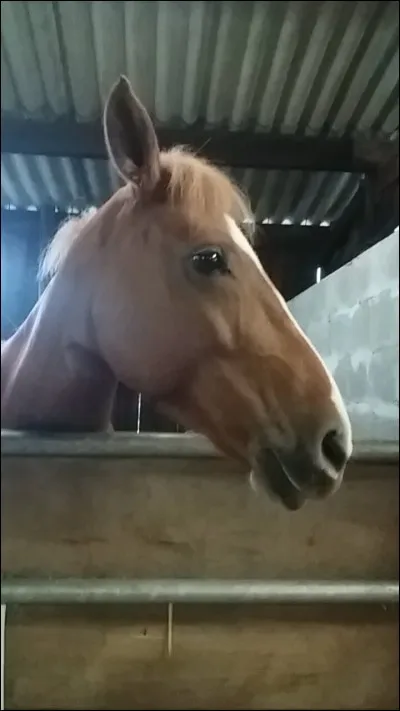 Quel est le nom de cette robe ?