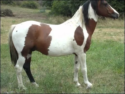 Quel est le nom de cette robe ?