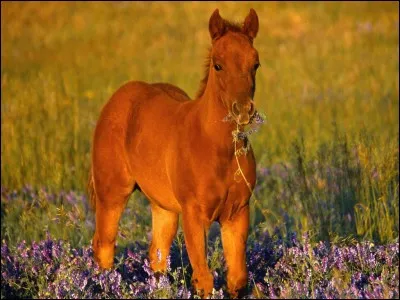 Comment appelle-t-on le petit de la jument ?