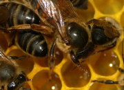 Quiz Les abeilles