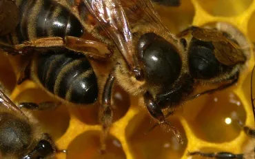Quiz Abeilles