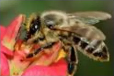 Comment s'appellent les mâles ?