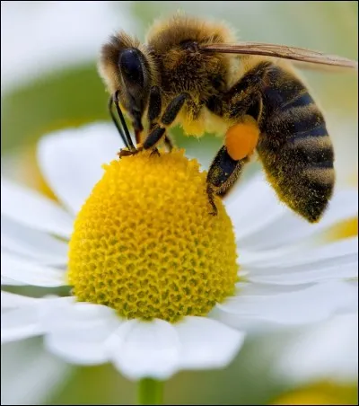 Les ouvrières récoltent du pollen et du nectar.