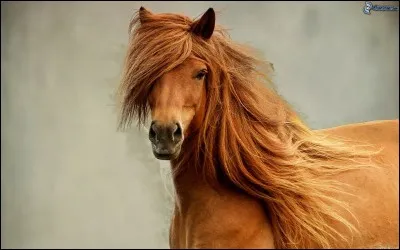 Quelle crinière aimes-tu ?