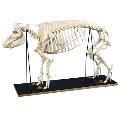 Les os du porc sont aussi utilisés en cosmétique. Quelle matière en extrait-on ?