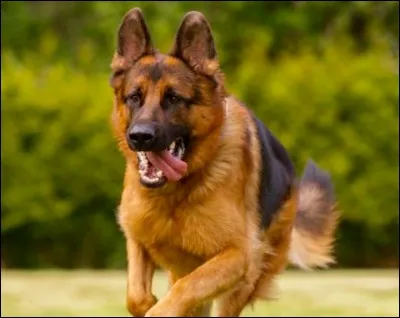 Avec ton chien, qui décide quand le jeu commence ?