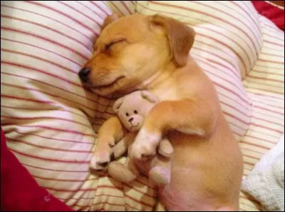 Combien d'heures dort-il, en moyenne, par jour ?