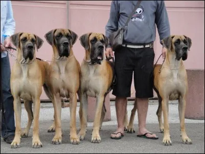 Quelle est la plus grande race de chien au monde ?