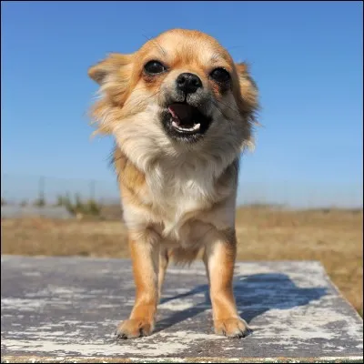 Pourquoi ses dents sont-elles plus pointues que les tiennes ? (Pour mieux te manger, mon enfant...)