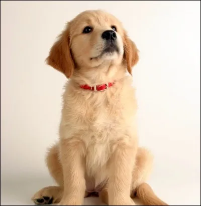 Pourquoi ton chien est-il toujours prêt à t'accueillir quand tu rentres de l'école ?