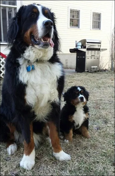 Comment la chienne punit-elle son chiot ?