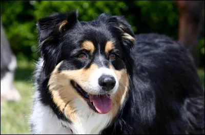 À quel âge le chien est-il adulte ?