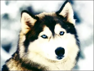 Peut-il attraper les mêmes poux que toi ?