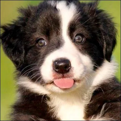 Pourquoi tire-t-il la langue ?