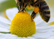 Quiz Les abeilles 2