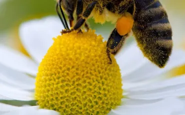 Quiz Abeilles
