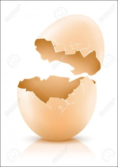 Les ufs éclosent au bout de :