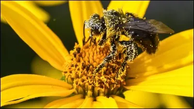 Où les abeilles stockent-elles le pollen récolté ?