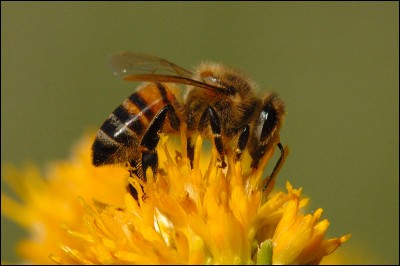 À quelle sous-classe appartient l'abeille ?