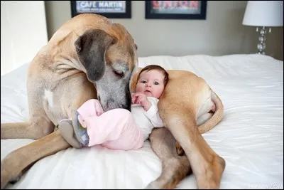 Quel était le prénom du premier chien d'Enzo ?