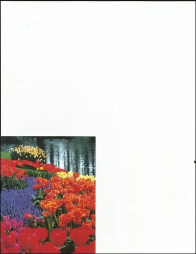 Les fleurs rouges sont des ...