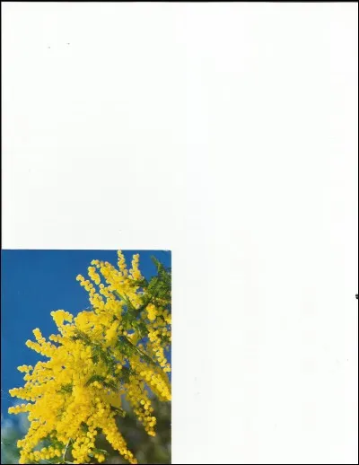 Une des premières à fleurir ...