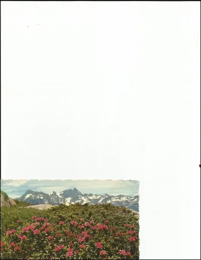 Elle est de la famille des azalées.