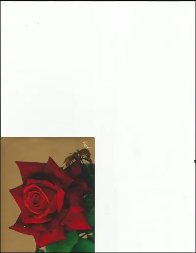 C'est la reine des fleurs.