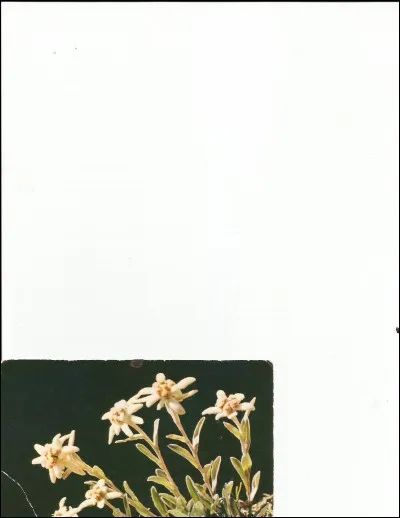 Brrr, elle pousse en haute montagne.