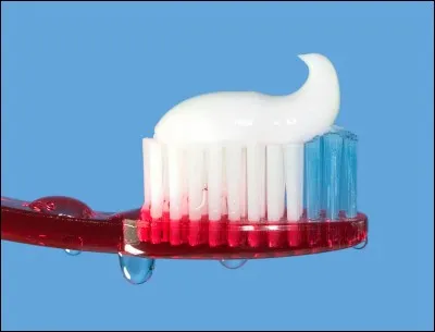 Chez l'homme, quelle dent pointue est située entre les incisives et les prémolaires ?