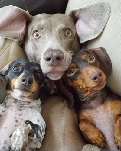 Comment s'appelle le "groupe" de Sora et ses deux meilleurs amis ?