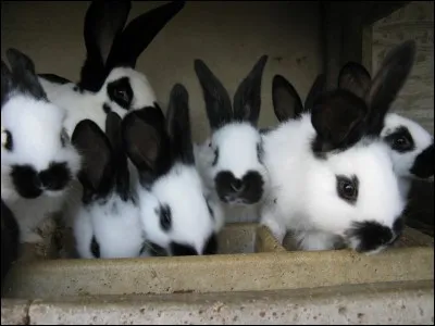 Vers quel âge est-il important de séparer les femelles des mâles ?