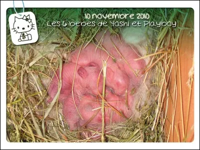 Combien de temps dure la mise bas ?