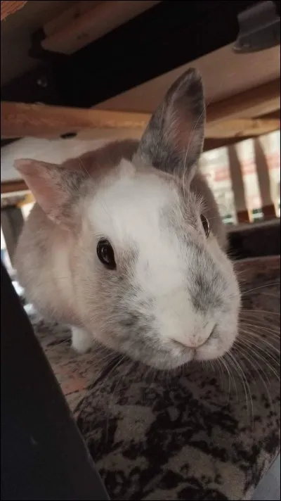 Qu'est-ce qu'une lapine « primipare » ?