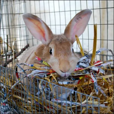 Combien de temps dure une grossesse nerveuse (en général) ?