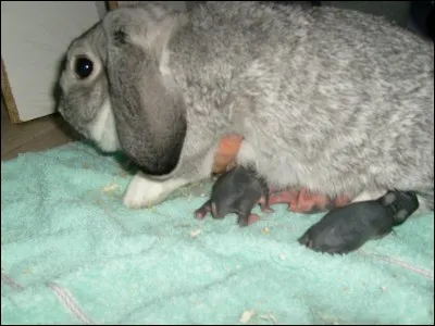 La lapine allaite ses petits :