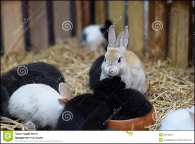 À partir de quel âge, un lapereau commence-t-il à consommer des aliments solides (foin, granulés) ?