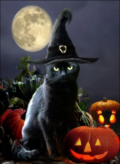Le chat noir est aussi un animal typique de la fête d'Halloween. Mais pour quelle raison ?