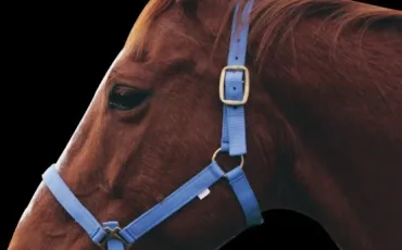 Quiz Galop 2