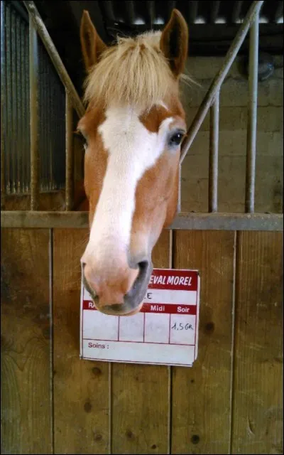 Comment s'appelle la liste du cheval ?