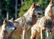 Test Quel rang aurais-tu dans une meute de loups ?