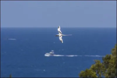 "Ladi lafé" veut dire :