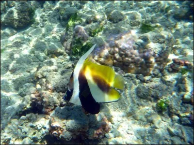 "Le fénoir" signifie :