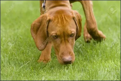 Comment fait-il pour sentir des odeurs que tu ne sens pas ?
