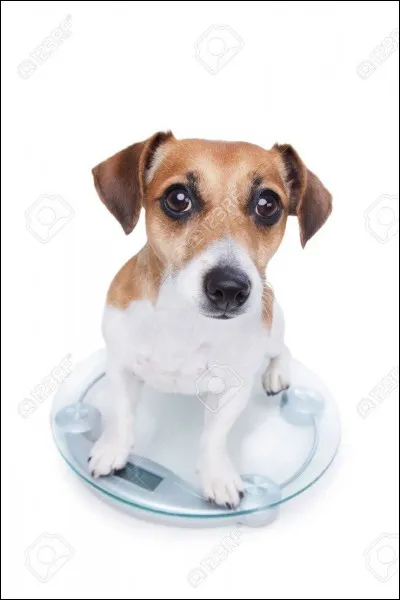 Il peut grossir s'il mange trop de friandises